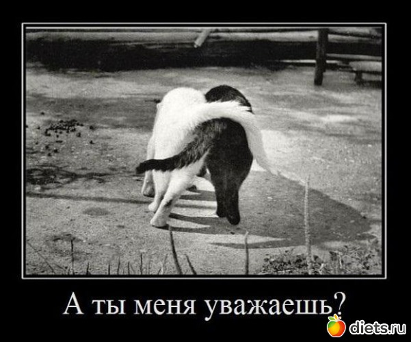 23 фото: котики