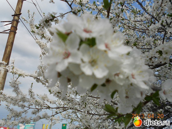 Алыча, альбом: Моя дача