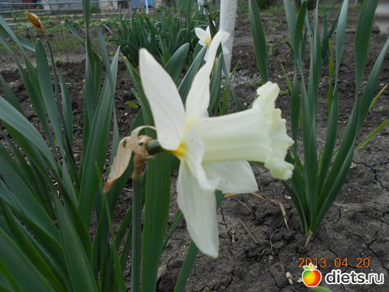 ������, ������: ��� ����