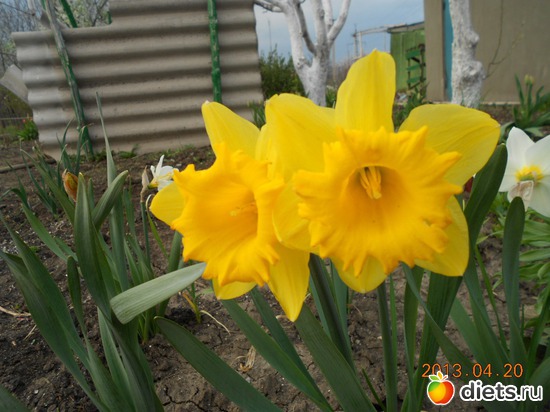 49 ����: ��� ����