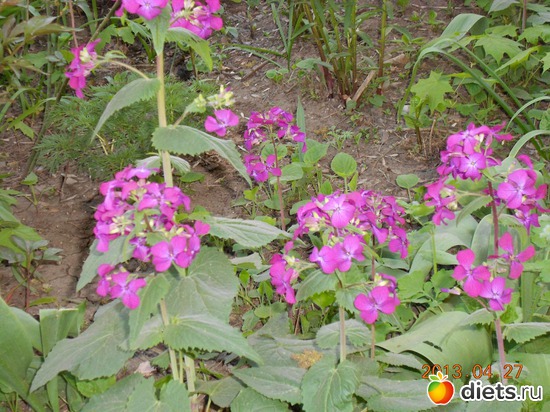 53 фото: Моя дача