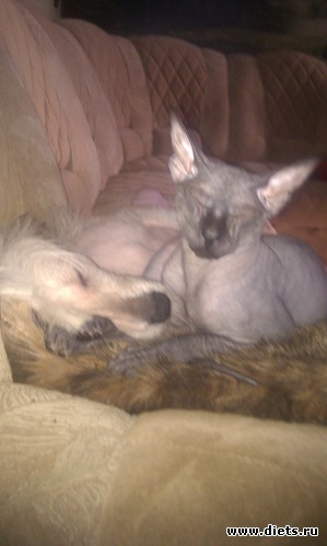 2 ����: ��� �������