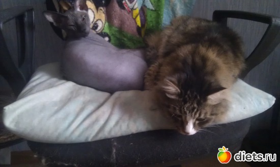 5 ����: ��� �������