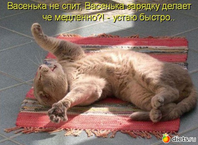 26 фото: котики