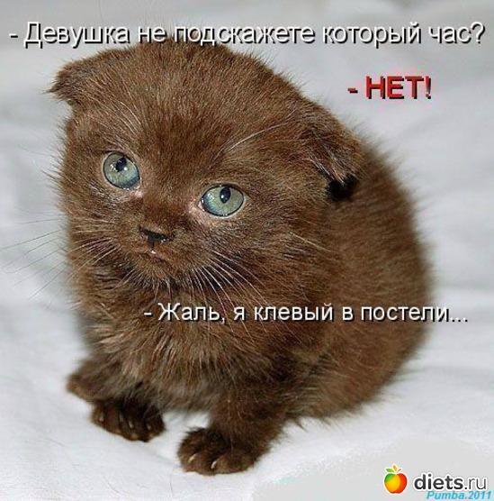 29 фото: котики