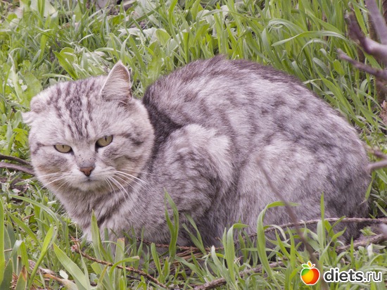85 фото: кошки