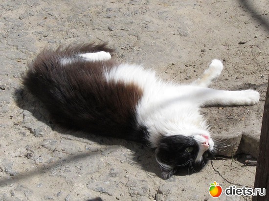 86 фото: кошки