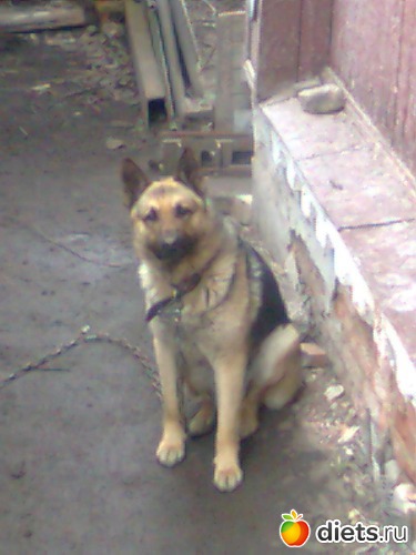 Мои любимый сын . Зовут Дик. Моя охрана., альбом: Я