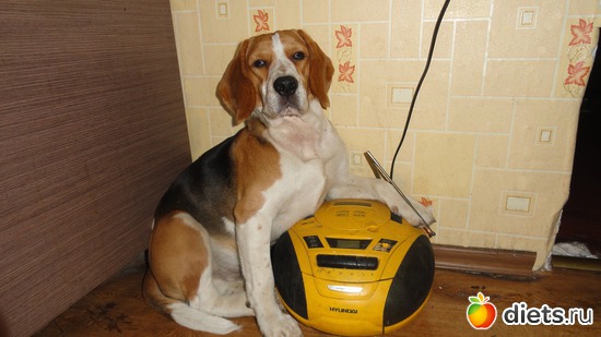 13 фото: мои домашние любимки