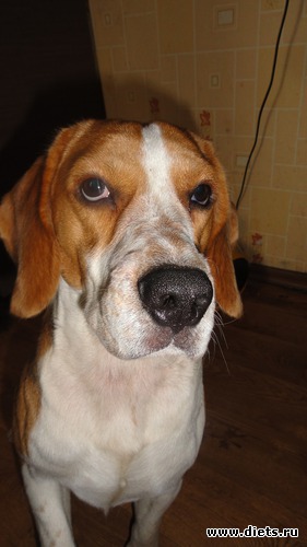 14 фото: мои домашние любимки