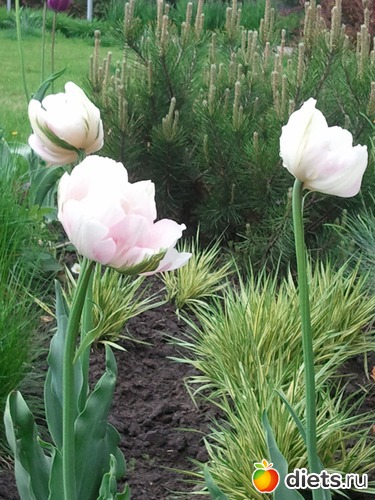 4 ����: �����