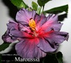 041 - Maroussia