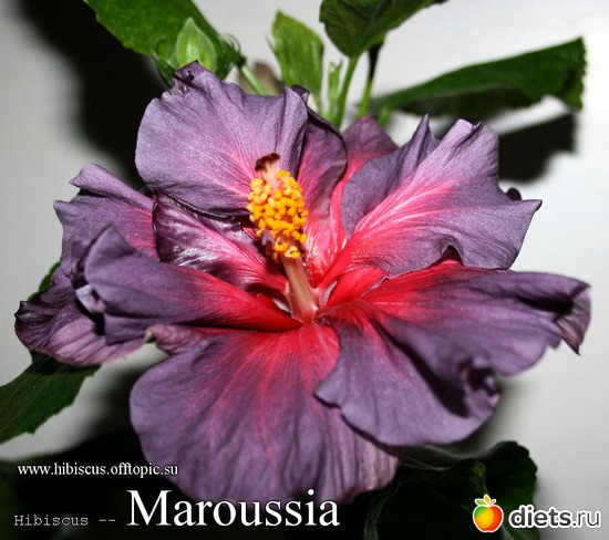 041 - Maroussia, : My Gibiskus Gallery - 2O13