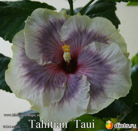 042 - Tahitian Taui, : My Gibiskus Gallery - 2O13