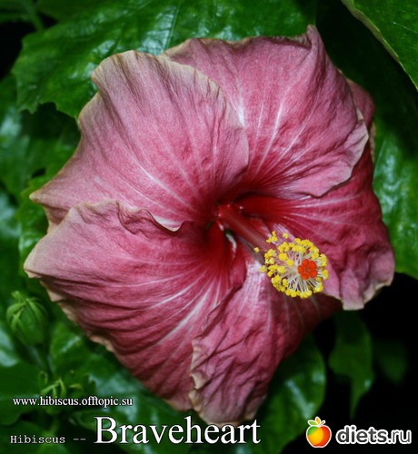 043 - Braveheart, : My Gibiskus Gallery - 2O13