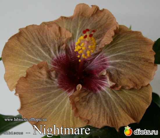 044 - Nightmare, : My Gibiskus Gallery - 2O13