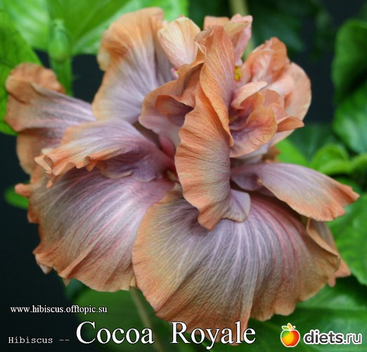 045 - Cocoa Royale, : My Gibiskus Gallery - 2O13