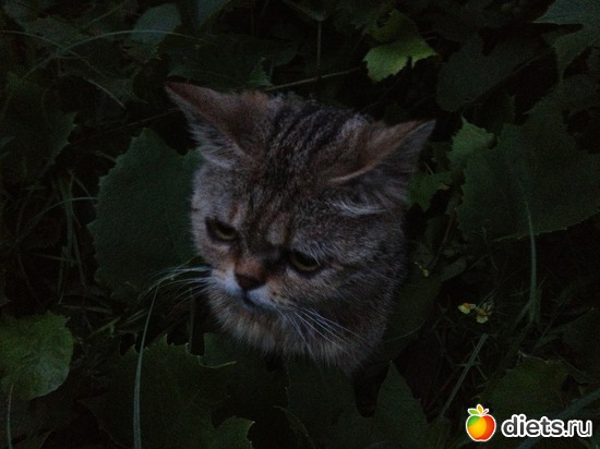 1 ����: �������� ���� - ����