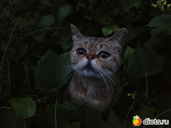 2 ����: �������� ���� - ����