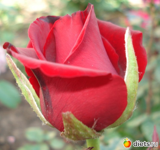 12 ����: �����