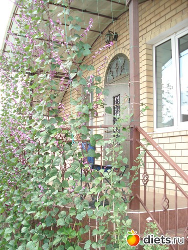 ��� �������� �������, ������: ���