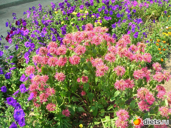 1 ����: �����