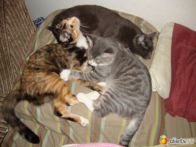 Кошки Миа и Клеопатра и Кот Коди, альбом: Мои питомцы