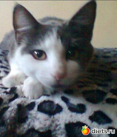 Кошка МилиМоо