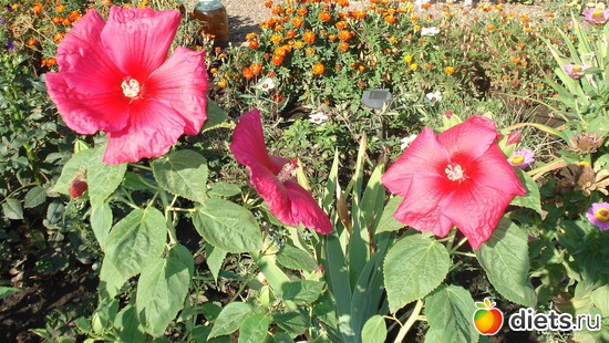 4 ����: �����