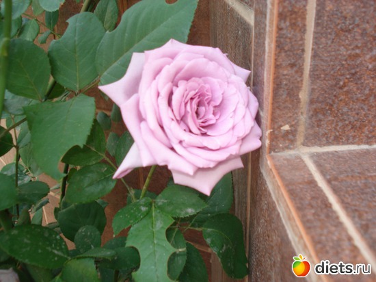 10 ����: �����