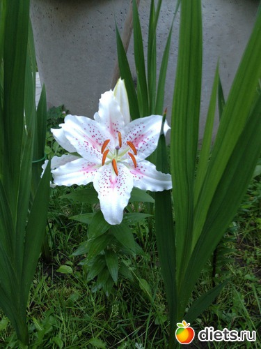 44 ����: ��� ����