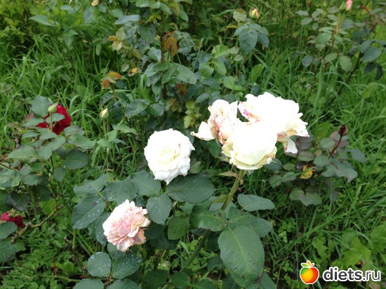 3 ����: ������ ����