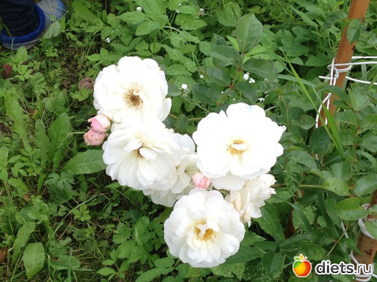 6 ����: ������ ����