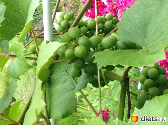 7 ����: ������ ����