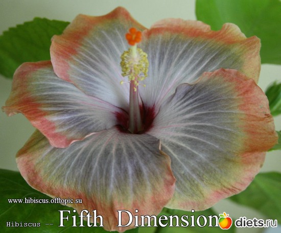 046 - Fifth Dimension, : My Gibiskus Gallery - 2O13