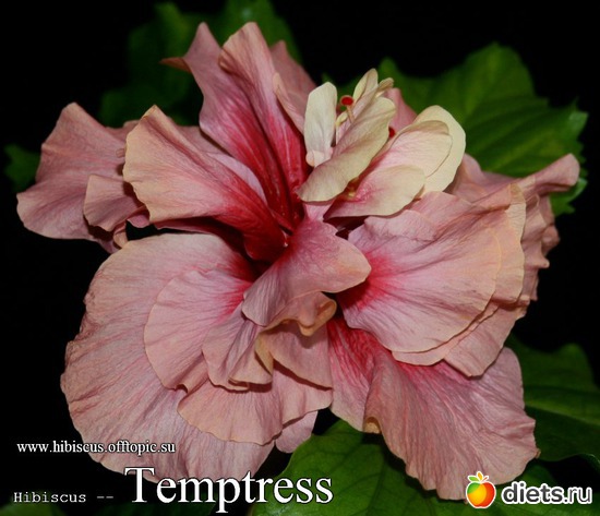047 - Temptress, альбом: My Gibiskus Gallery - 2O13