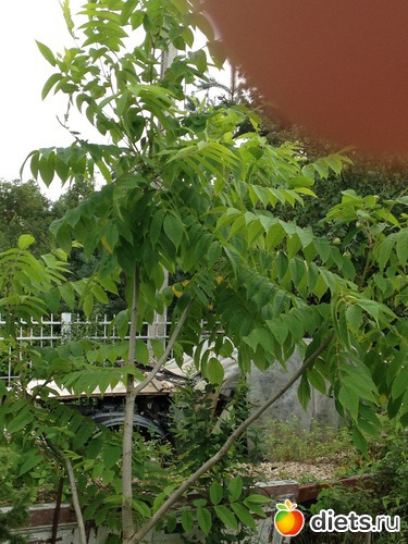 ������� ����, ������: ������ ����