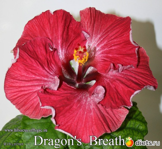 048 - Dragon's Breath, : My Gibiskus Gallery - 2O13