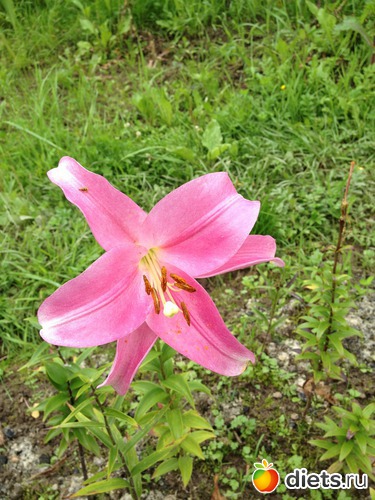 12 ����: ������ ����