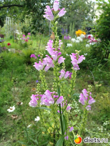 15 ����: ������ ����