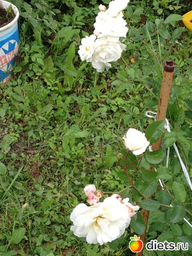 20 ����: ������ ����