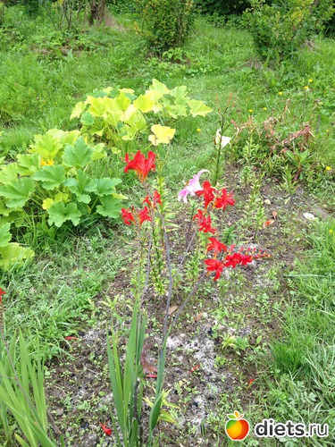 �������� ���������, ������: ������ ����