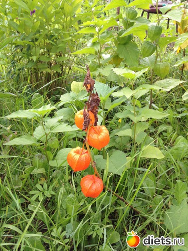 26 ����: ������ ����