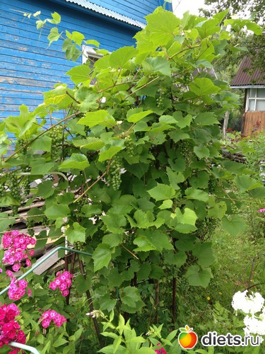 28 ����: ������ ����