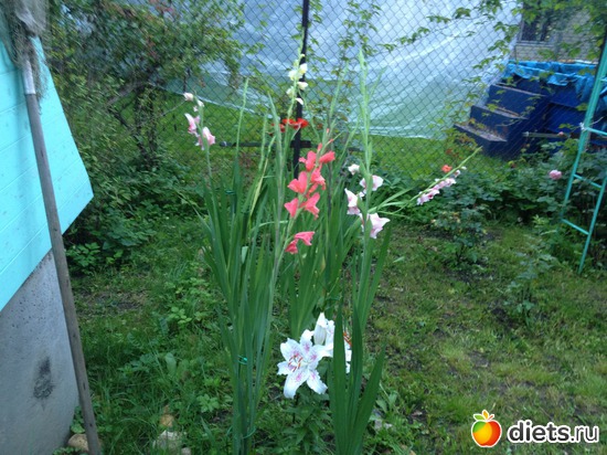 42 ����: ��� ����