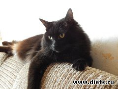 Гаврюша - Силяшкин брат