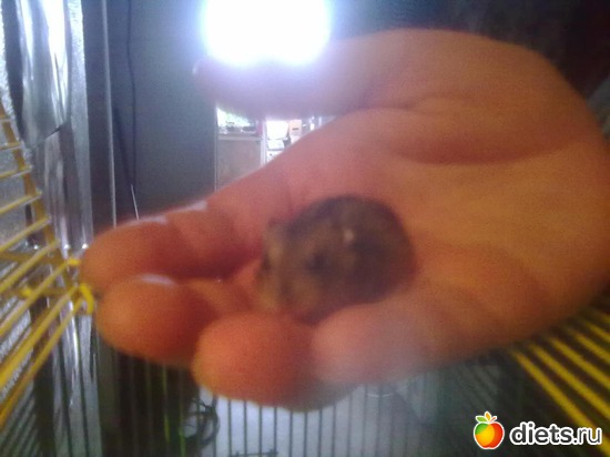 ��� ��������� �������, ������: ������