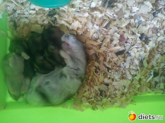 ����� � ����������, ������: ������