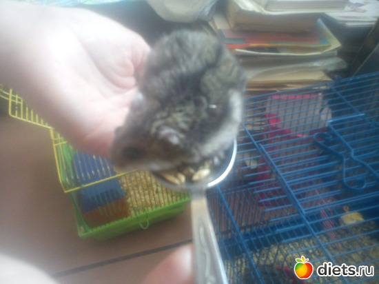 �����, ������: ������