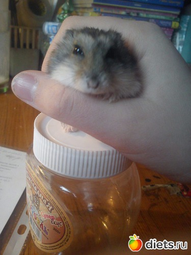 �����, ������: ������